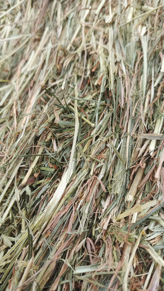 Timothy Heu (2. Schnitt)