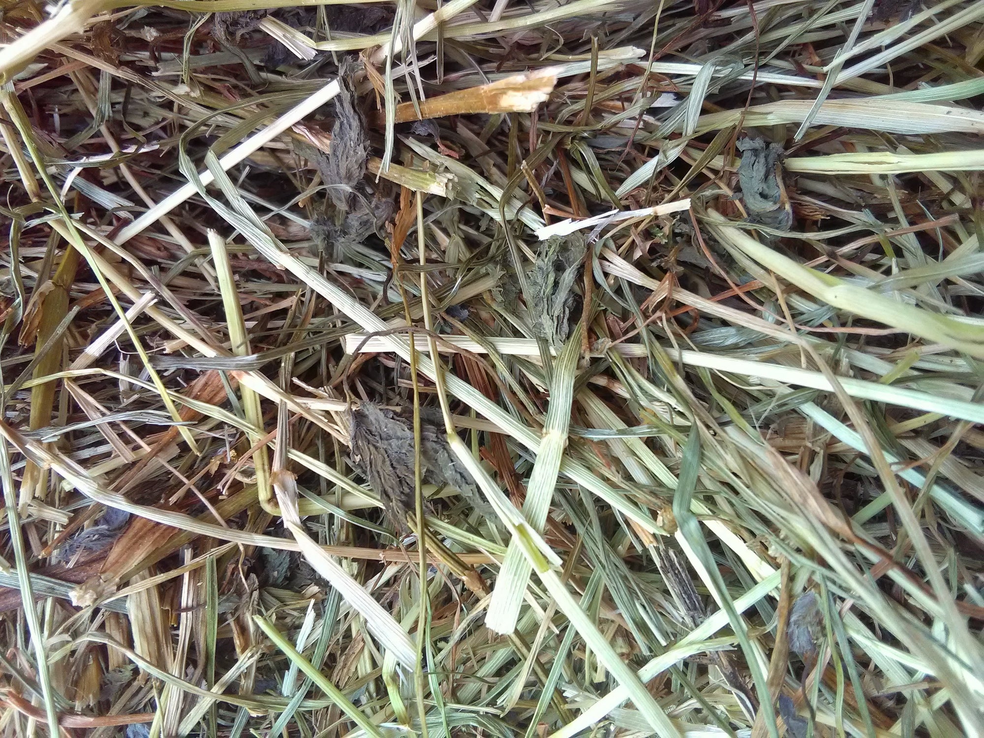 Kleeheu (1. Schnitt)