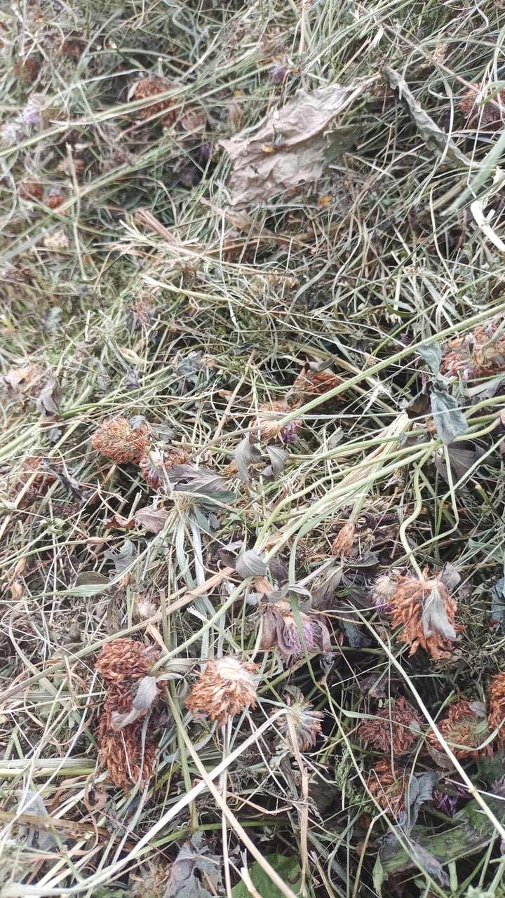 Blütenheu (2. Schnitt)